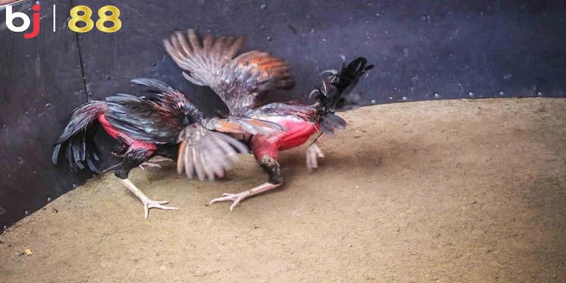 Không có chiến lược rõ ràng